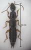 Tetartopeus terminatus